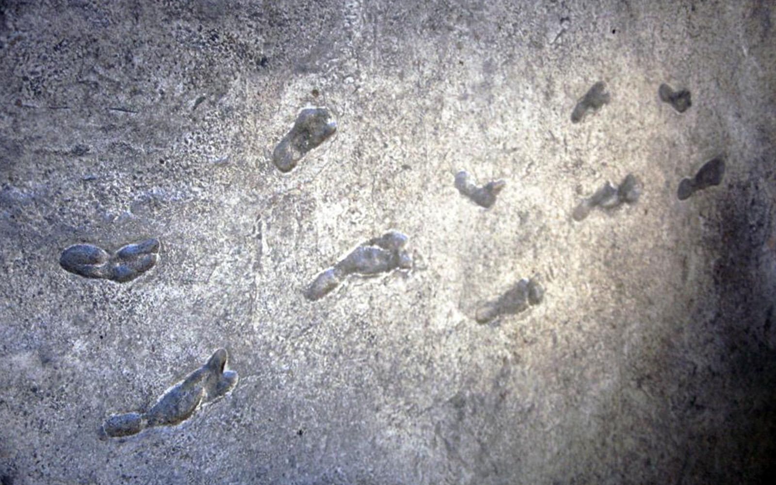 1978_hominid-footprints-at-Laetoli-in-Tanzania